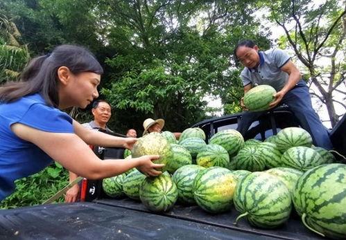 朝阳区热心吃瓜网