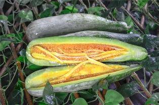 濮阳网红吃瓜,揭秘网络红人的幕后故事